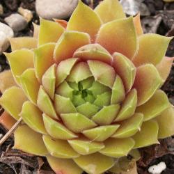 Sempervivum - Dachwurz - Hauswurz